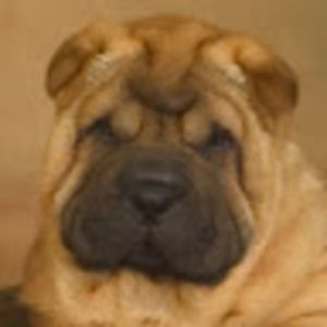 Meet your Posher, Lizzy